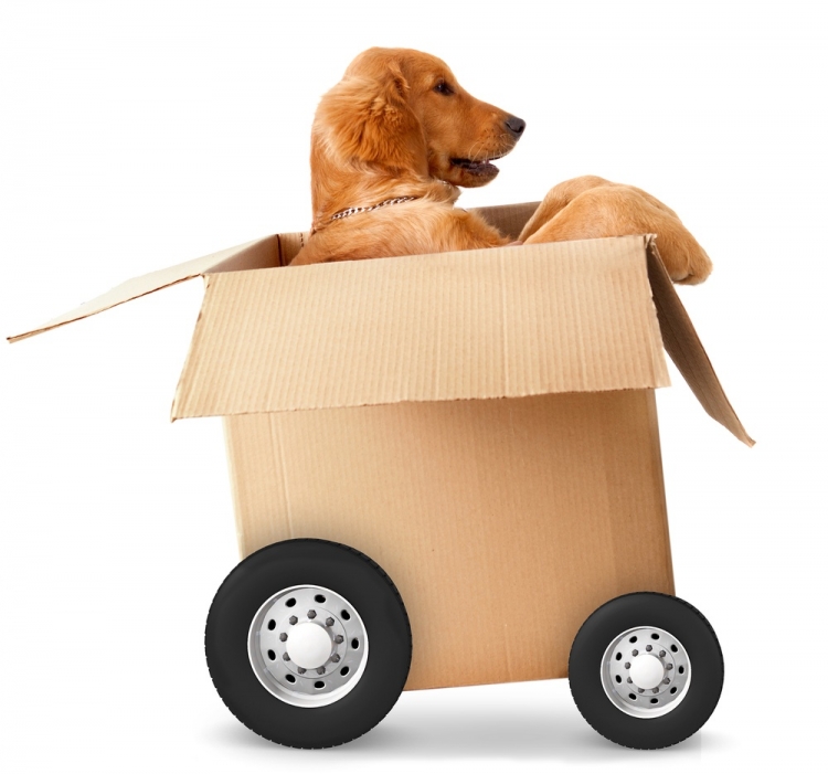 Moving with pets