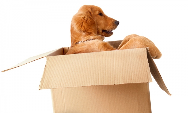 Moving with pets