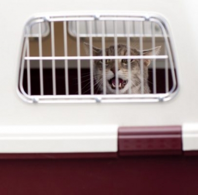 Moving with pets - acclimate your pet with their crate