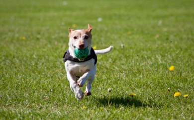 Playing catch with your dog