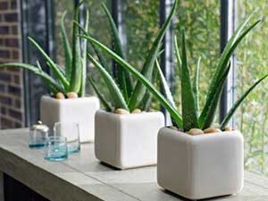 Housewarming gifts - houseplant