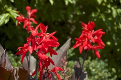 Montgomery County Brookside Gardens