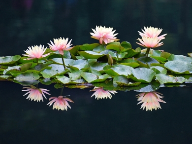 Nature photo by Ginny Steinhauer