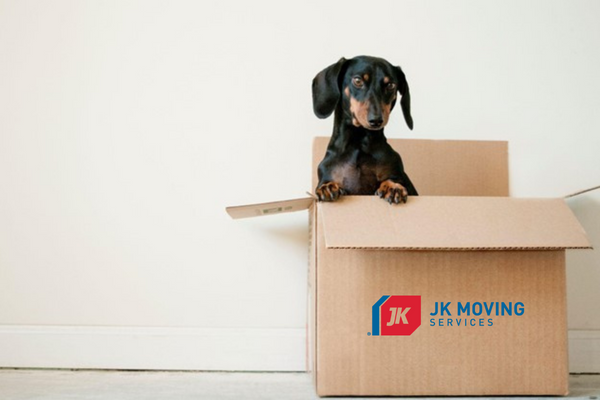 packing supplies - pup in box