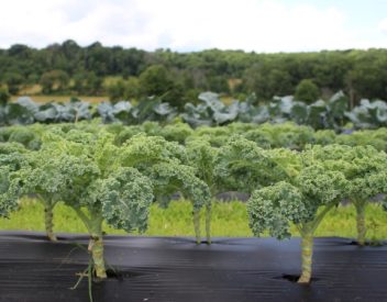 JK Community Farm - kale