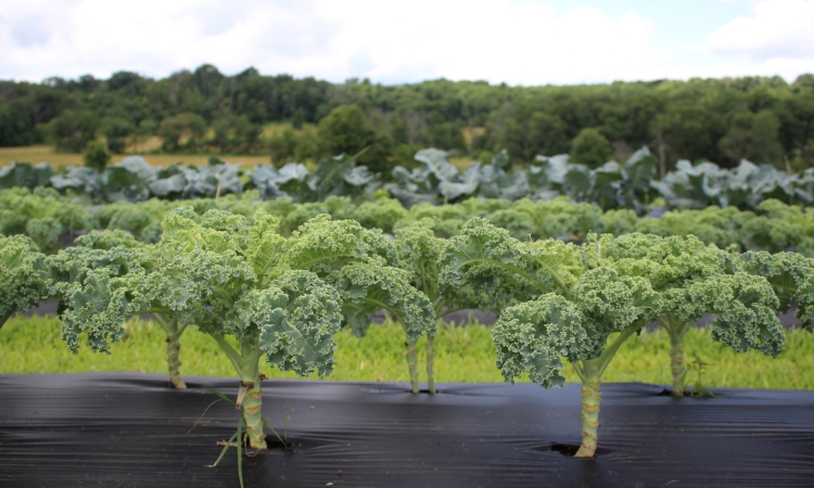 JK Community Farm - kale