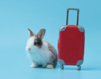 Pet rabbit with suitcase