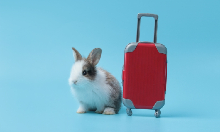 Pet rabbit with suitcase