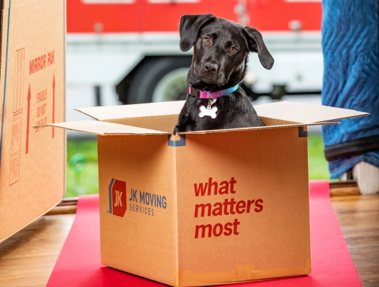 Dog enjoys ride in our moving box