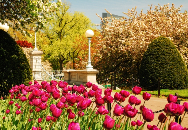 A multitude of tulips bloom along a walkway in the Boston Publik Garden, a welcome sign of spring and warmer weather