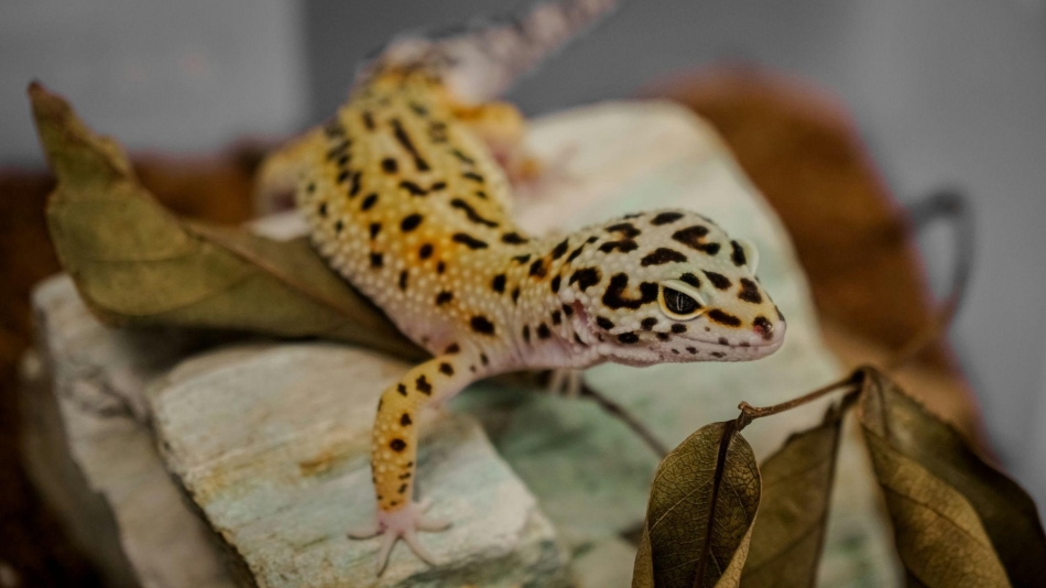 Moving with an exotic pet - reptiles