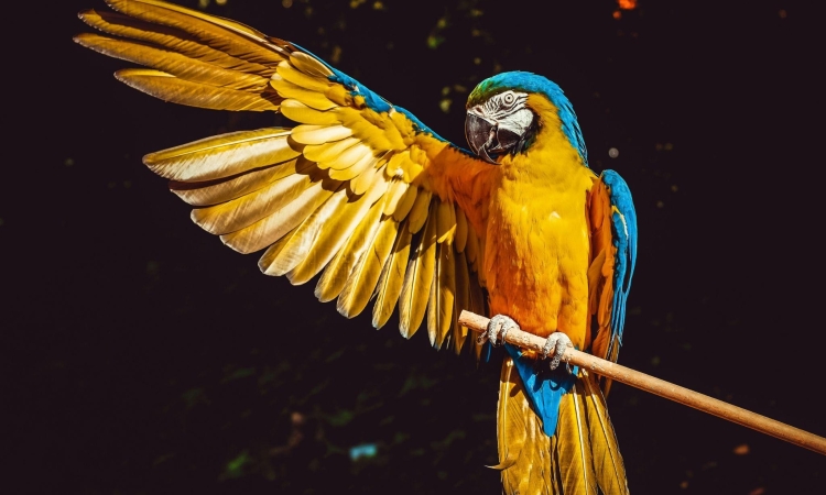 Moving with an exotic pet - parrot