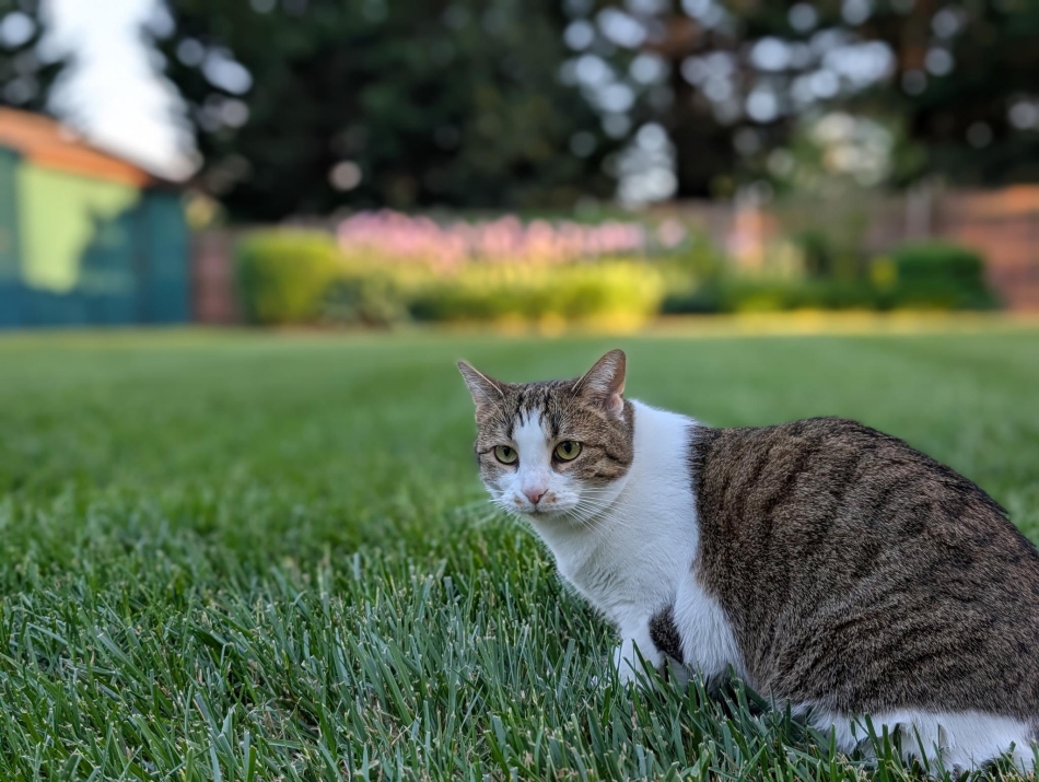 Rachel Hoopes - Flopsy the Cat