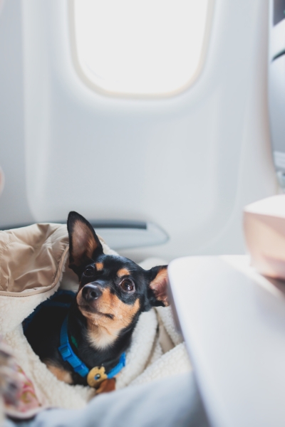 Pet relocation - airline travel