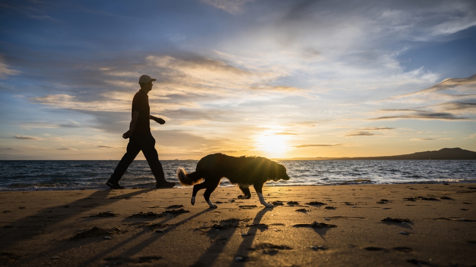 Moving to New Zealand from the USA - walking dog on beach in Aukland