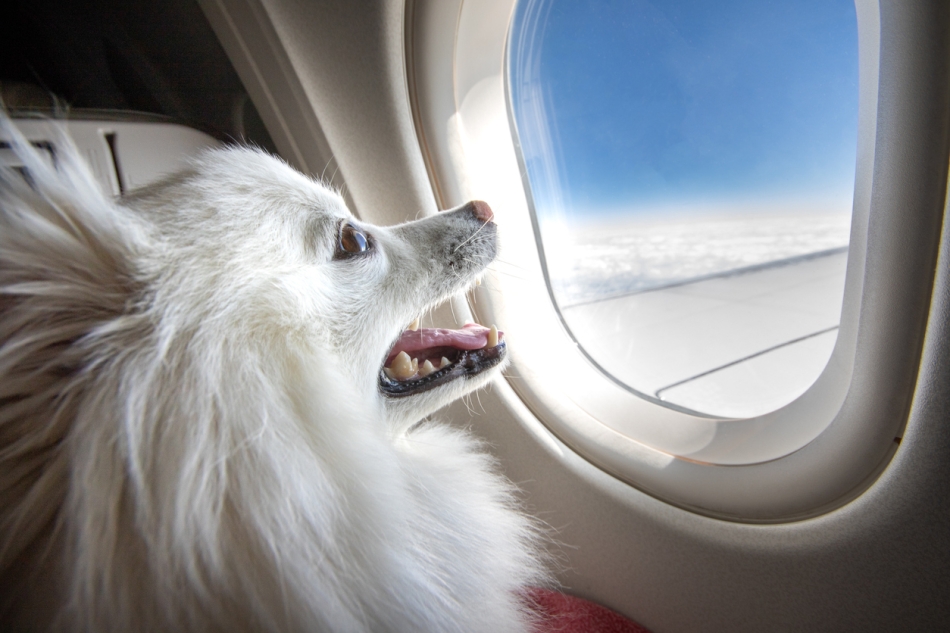 Moving to Copenhagen - Pet travel